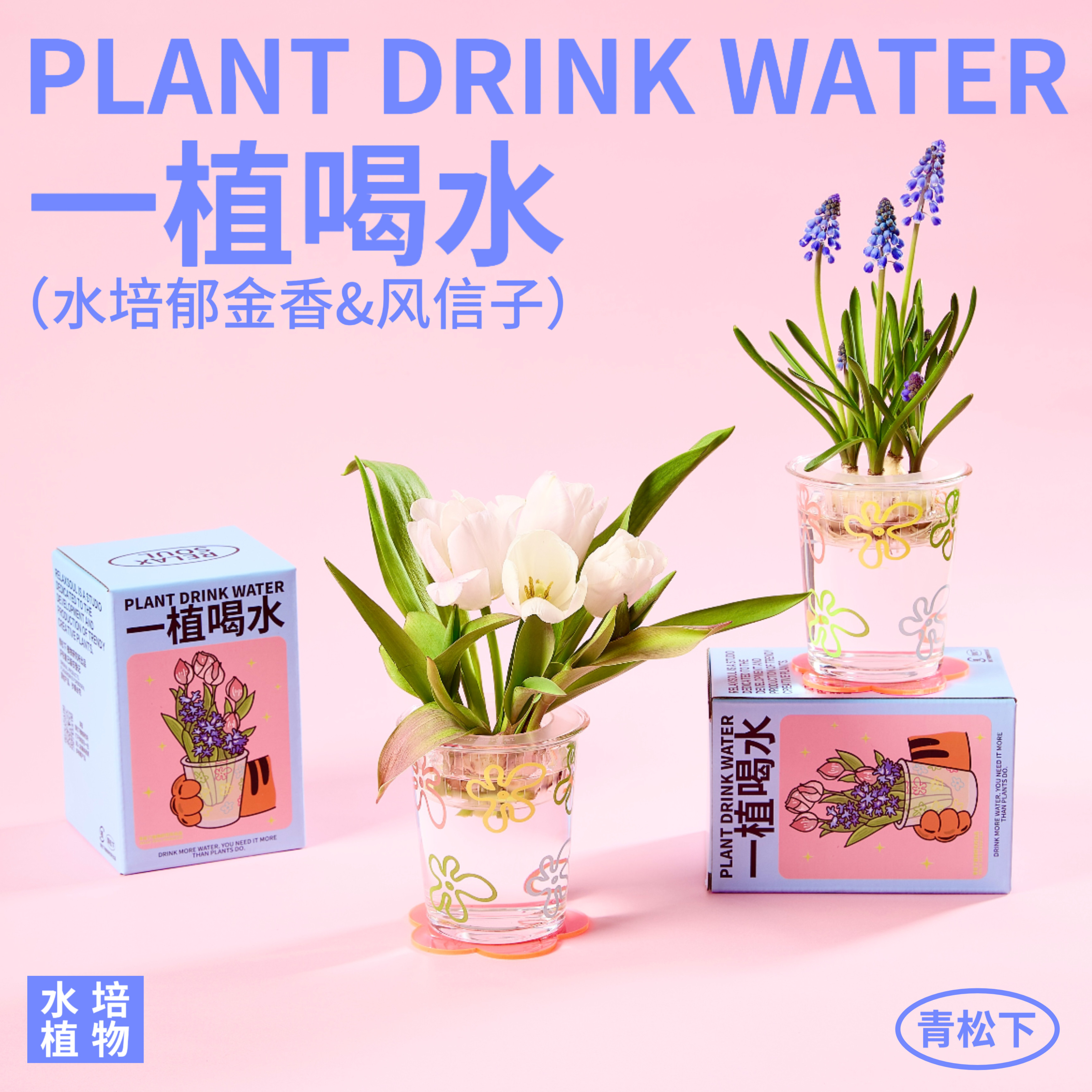 青松下-一植喝水郁金香百合风信子种球桌面盆栽水培植物创意礼物