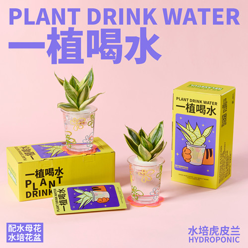 [一植喝水]水培虎皮兰盆栽