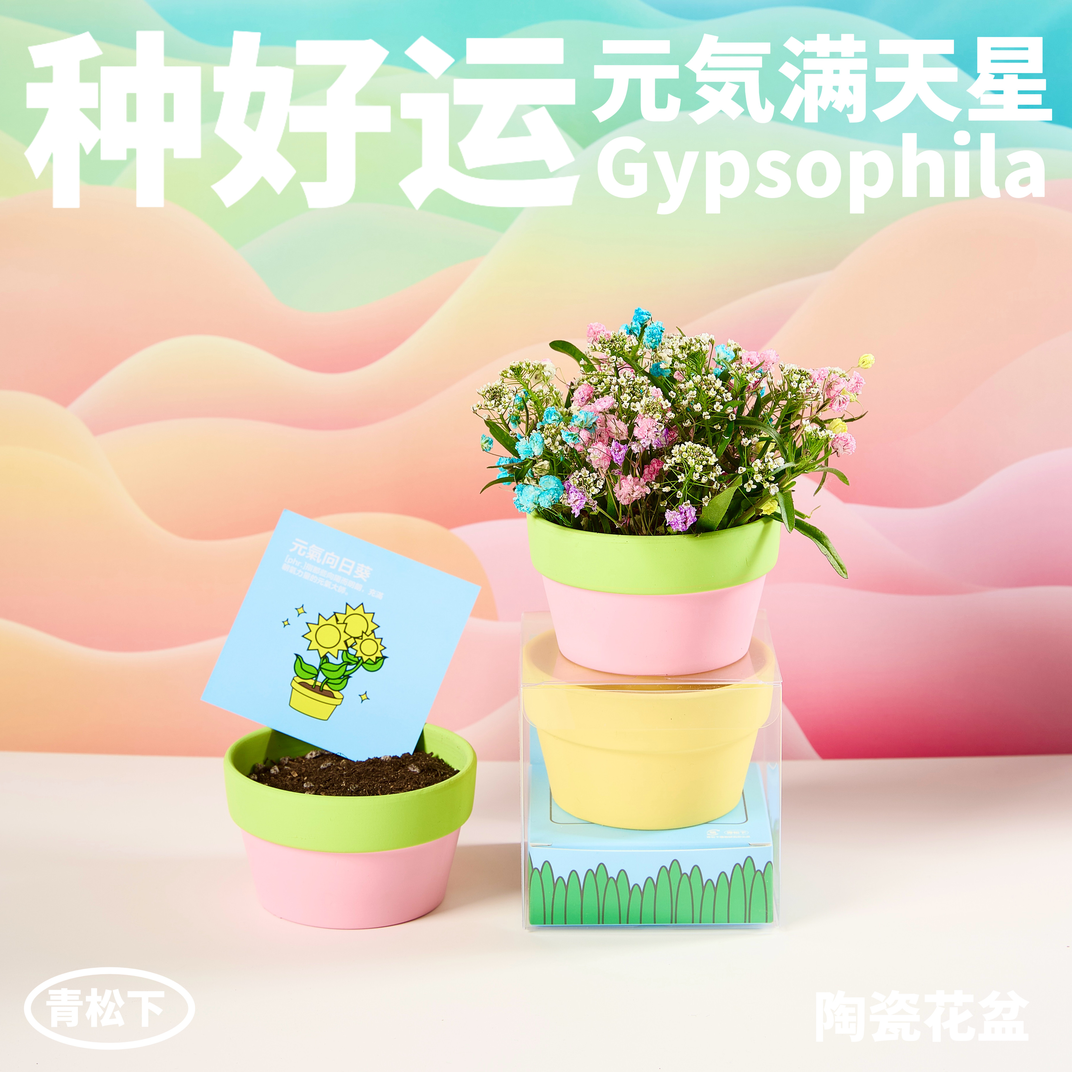 种好运满天星创意小盆栽图片