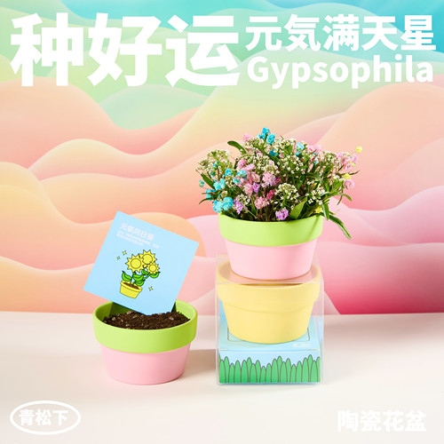 种好运满天星创意小盆栽