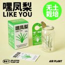 空气凤梨罐头无土栽培绿植懒人植物室内桌面好养创意礼物 青松下