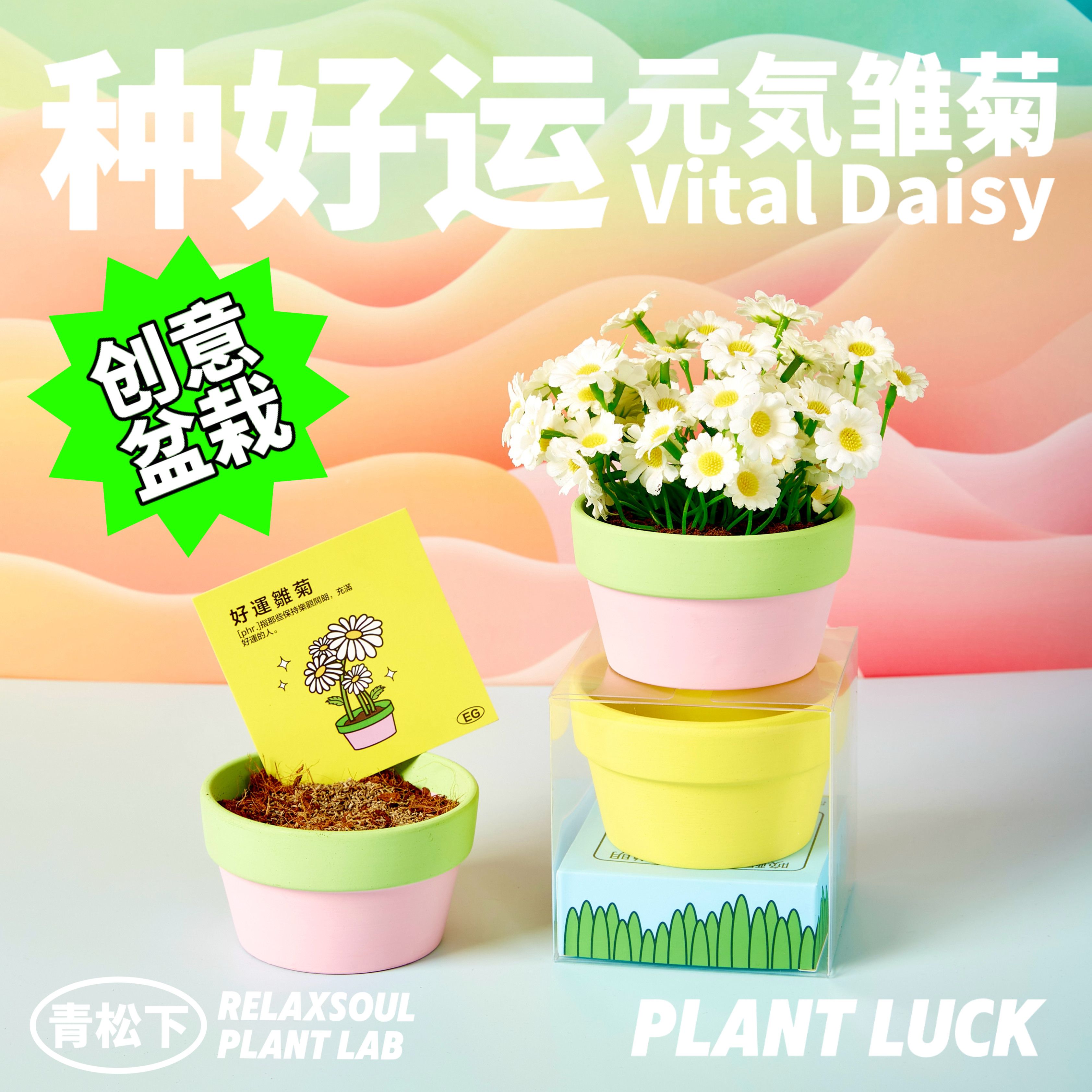 青松下-种好运小雏菊向日葵种植盆栽室内办公桌面幼儿园公司礼物