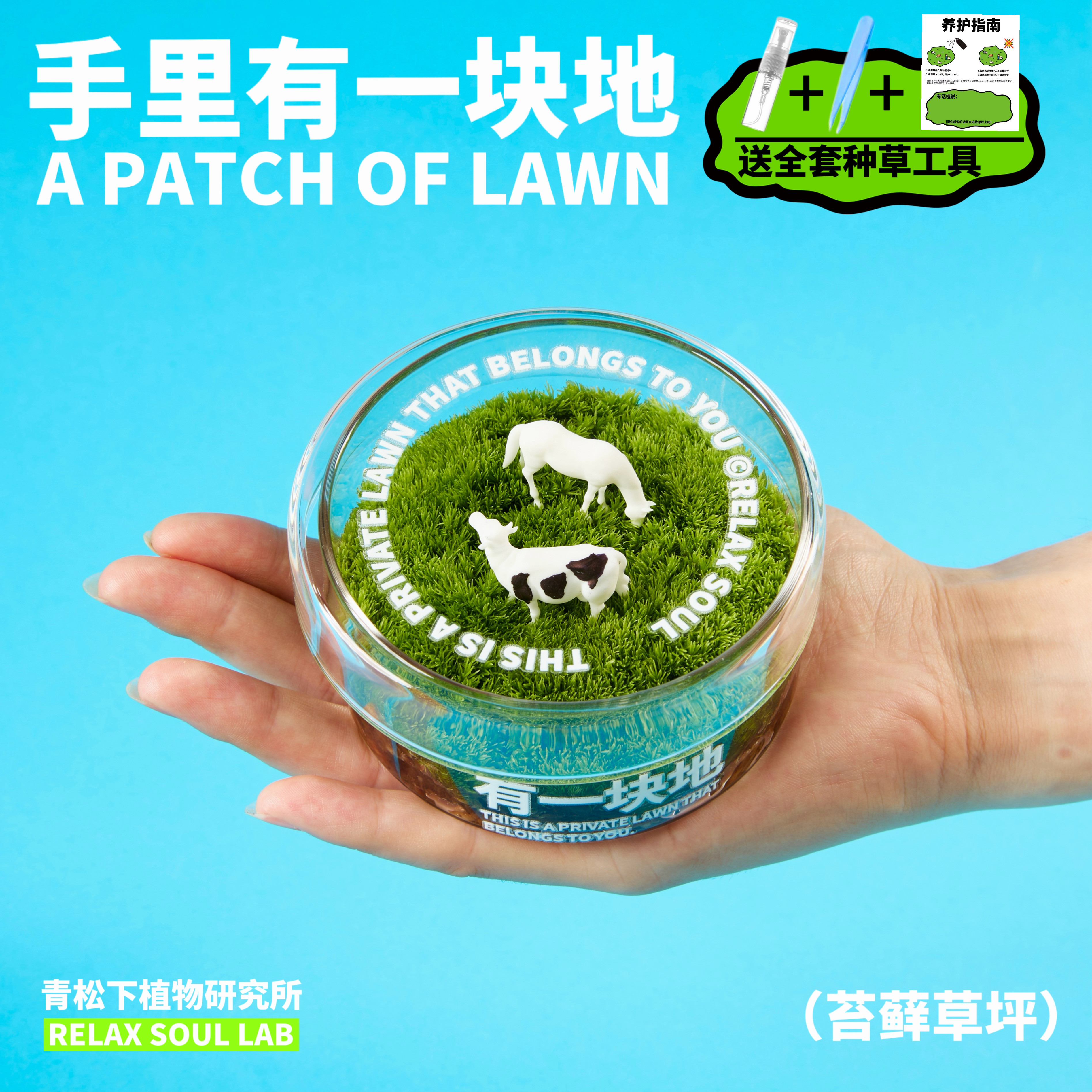 青松下-有一块地 苔藓微景观办公室桌面绿植懒人植物盆栽创意礼物
