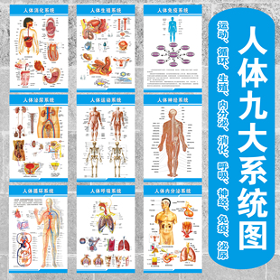 人体运动消化生殖泌尿神经九大系统解剖海报医院医学挂图内脏骨骼