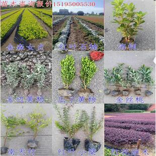 工程绿化苗木色块地被苗红叶石楠金森女贞红叶小檗海桐金边黄杨苗