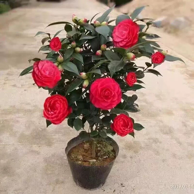 茶梅花大杯苗粉红茶梅四季常青盆栽耐寒茶花树苗庭院花园绿化绿植