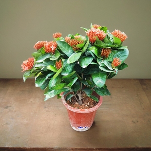 带花苞龙船花苗彩叶草盆栽绣球花庭院四季开花室内花卉好养绿植物