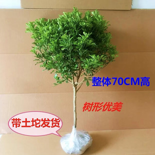 米兰花盆栽树形独杆九里香盆栽四季开花室内香花植物净化空气老桩