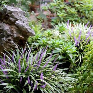 金边四季麦冬草盆栽庭院植物花卉麦冬耐寒阳台室外花园花叶地被