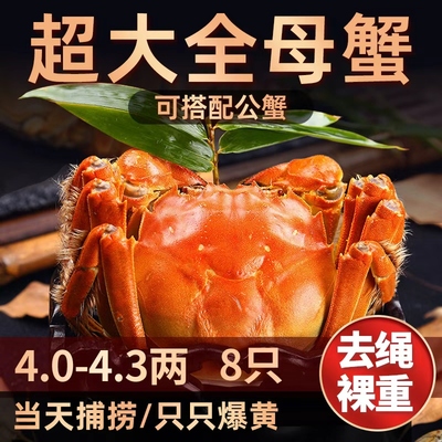 现货超大母蟹4.0-4.3两净重