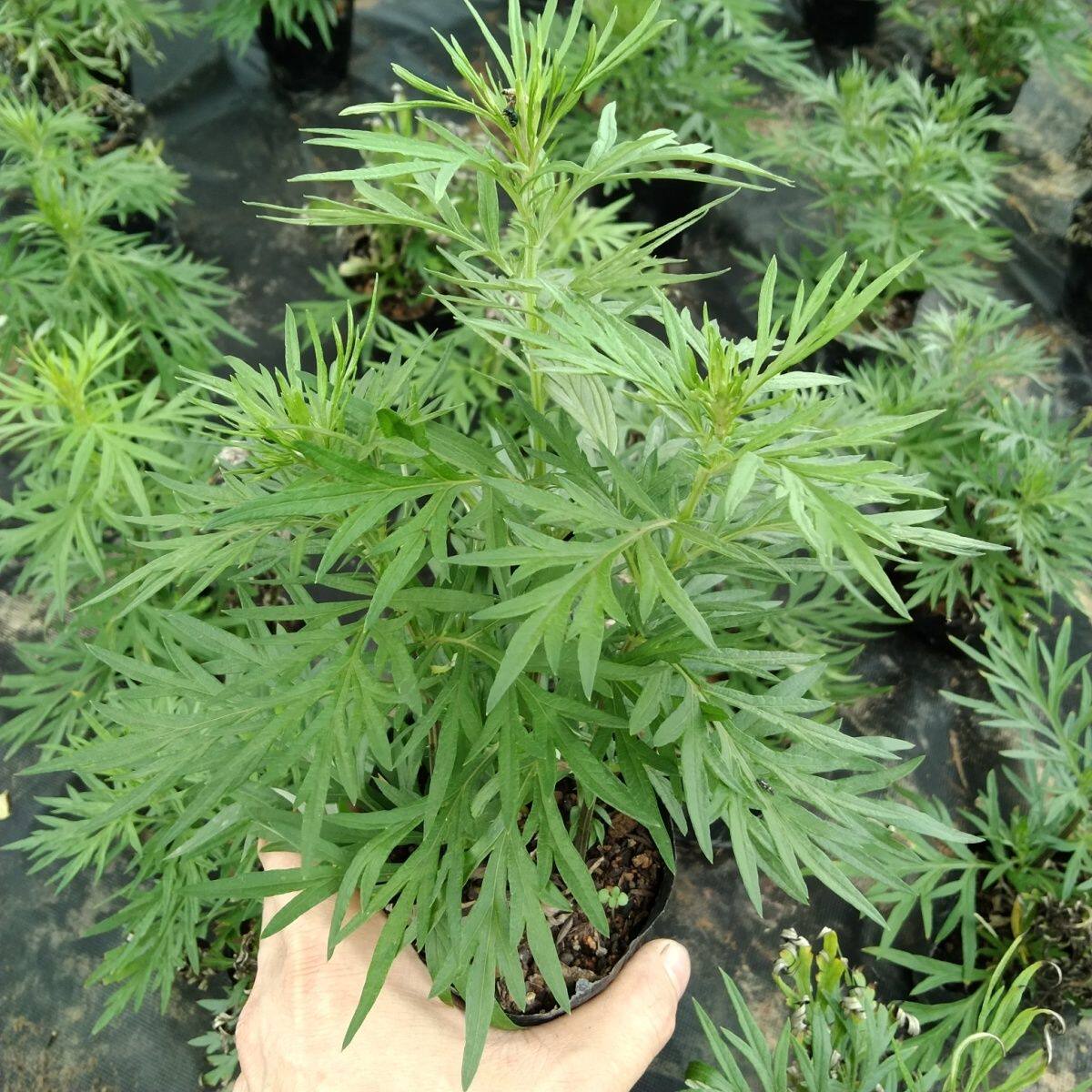 艾叶新鲜蔬菜当季食用野菜生艾草叶艾蒿清明草糍粑艾粄青团嫩艾叶