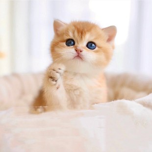 金渐层幼猫纯种银渐层宠物猫活体色矮脚英短小型波斯猫英短金渐层