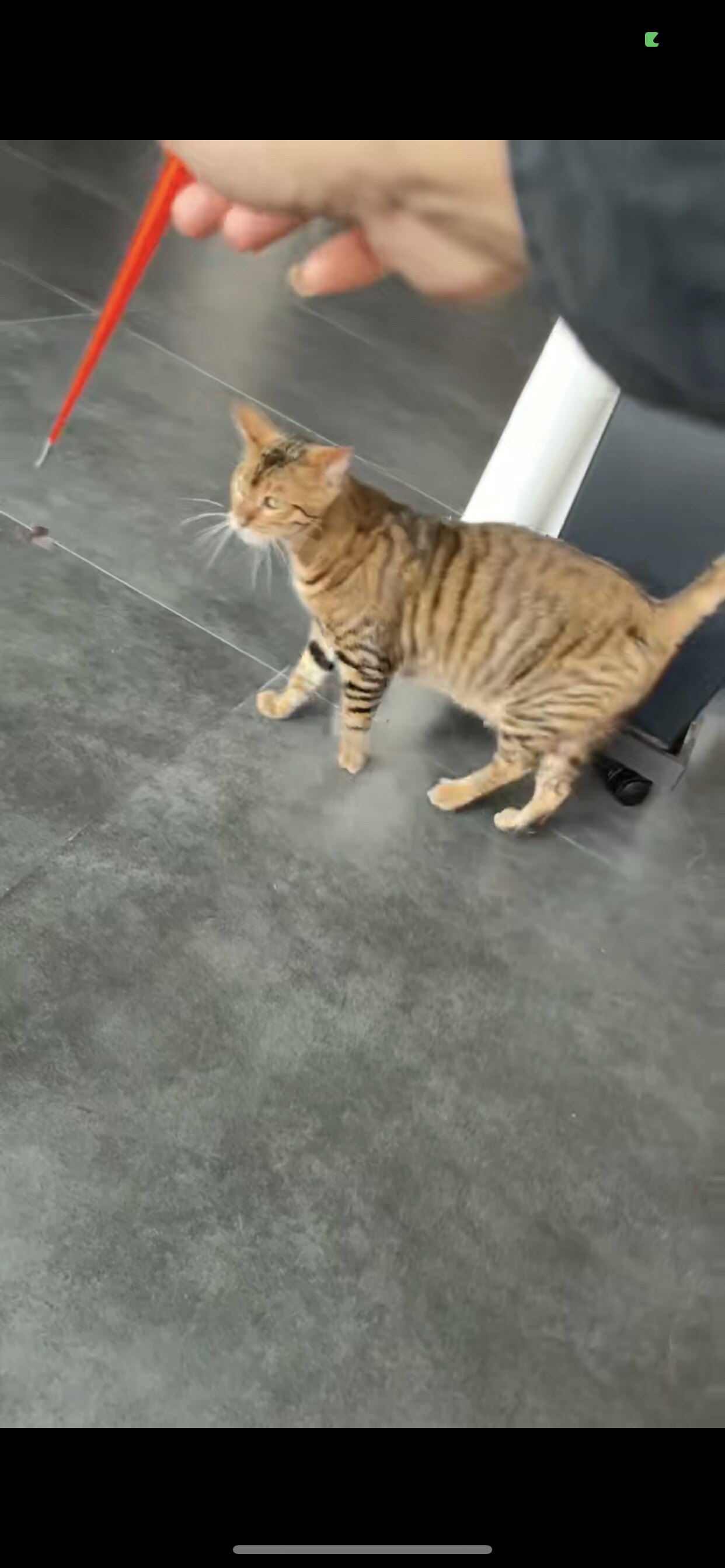 玩具虎猫纯种幼猫幼仔赛级虎纹猫咪活物宠物猫玩具虎猫活体粘人