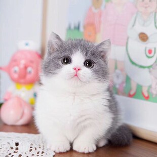 猫咪活物布偶猫幼猫银渐层幼猫加菲美短猫英短虎斑蓝暹罗活物蓝猫