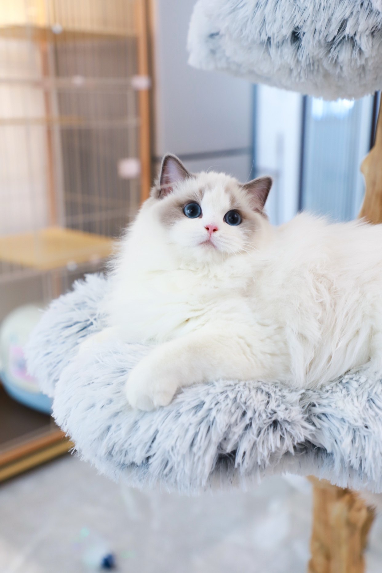 纯种布偶猫幼猫布偶宠物可爱仙女猫海双蓝双猫活体幼崽小猫咪活物
