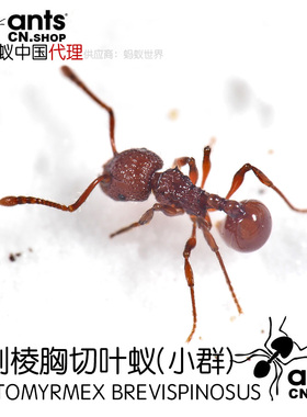 蚂蚁中国｜短刺棱胸切叶蚁Pristomyrmex brevispinosus宠物工坊