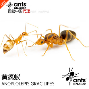 蚂蚁中国｜黄疯蚁 长足捷蚁Anoplolepisgracilipes宠物工坊活体巢