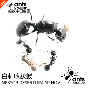 蚂蚁中国｜白刺收获蚁Messor desertora sp.nov