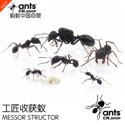 蚂蚁中国｜工匠收获蚁（小群）Messor structor