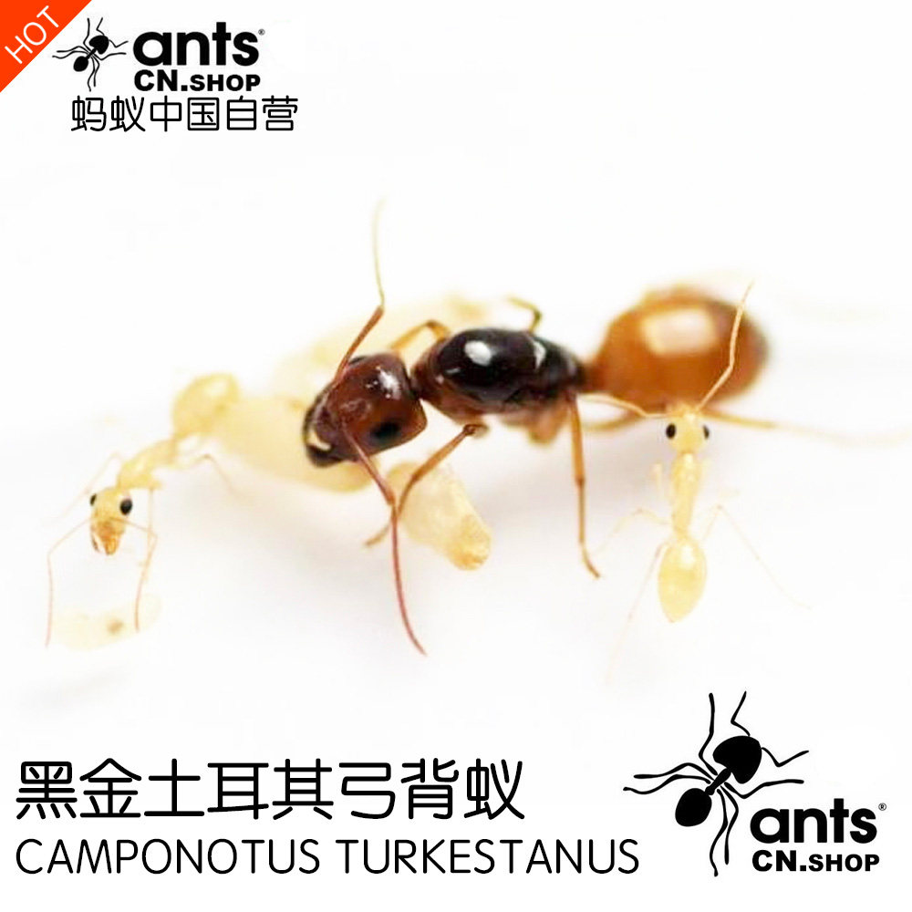 黑金蚂蚁中国1后300工土耳其