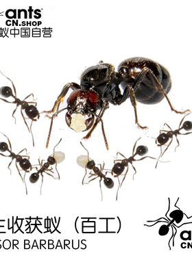 蚂蚁中国｜原生收获蚁（200-500工）Messor barbarus