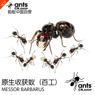 蚂蚁中国｜原生收获蚁（200-500工）Messor barbarus