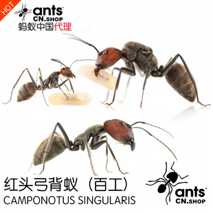蚂蚁中国｜红头弓背蚁 Camponotus singularis