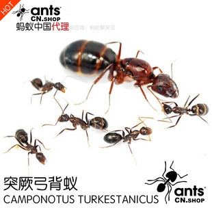 蚂蚁中国｜突厥弓背蚁Camponotus turkestanicus 宠物工坊活体巢