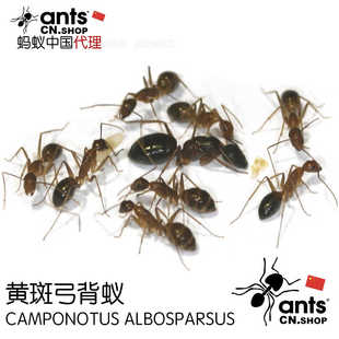 蚂蚁中国｜黄斑弓背蚁Camponotus albosparsus 宠物工坊活体巢
