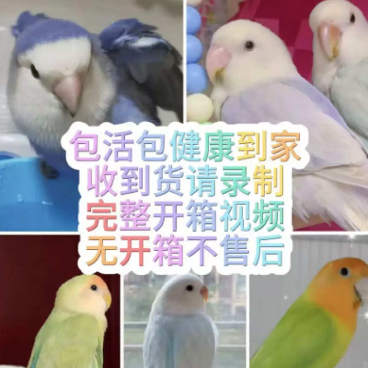 特色手养牡丹半毛亲人黏人不咬人