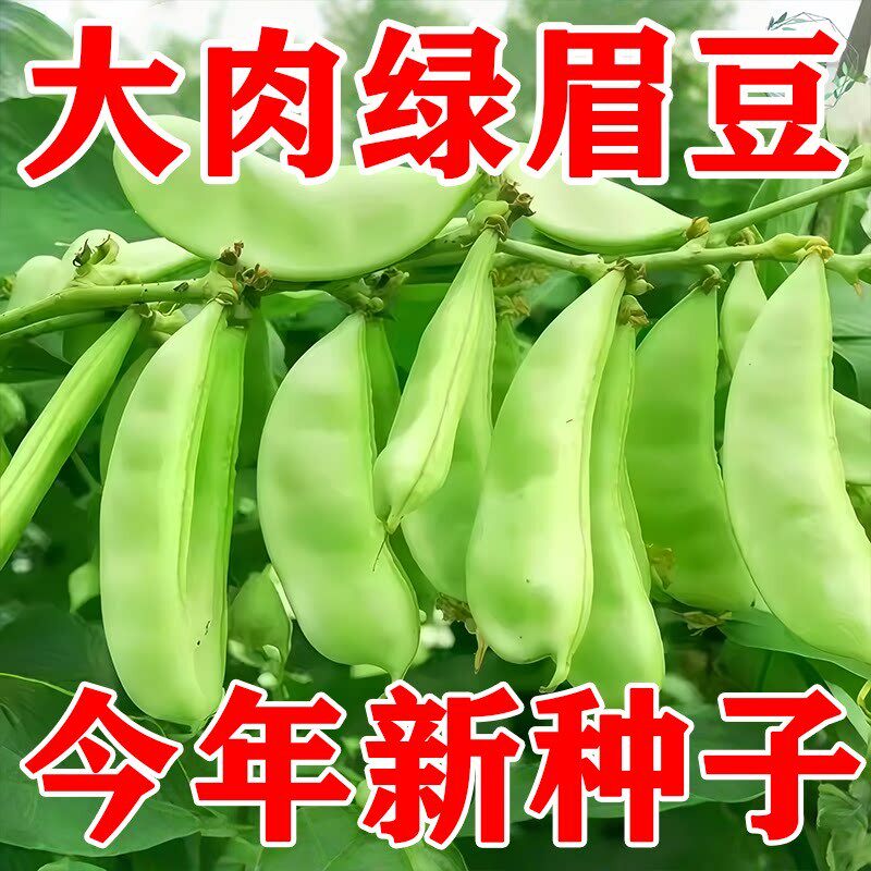 扁豆种子种籽四季豆角梅豆角红眉豆蔬菜梅豆孑架豆菜豆峨眉豆种冬