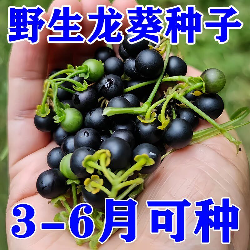龙葵种子黑悠悠黑天天果种籽黄色果四季阳台盆栽水果野果种孑幼苗