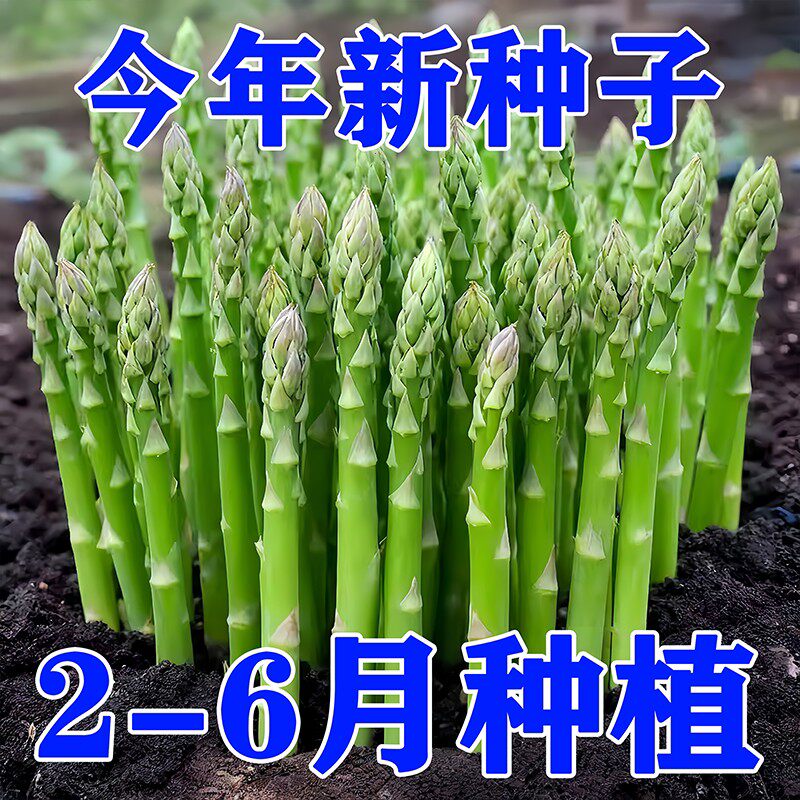 【割完就长】芦笋种子四季阳台