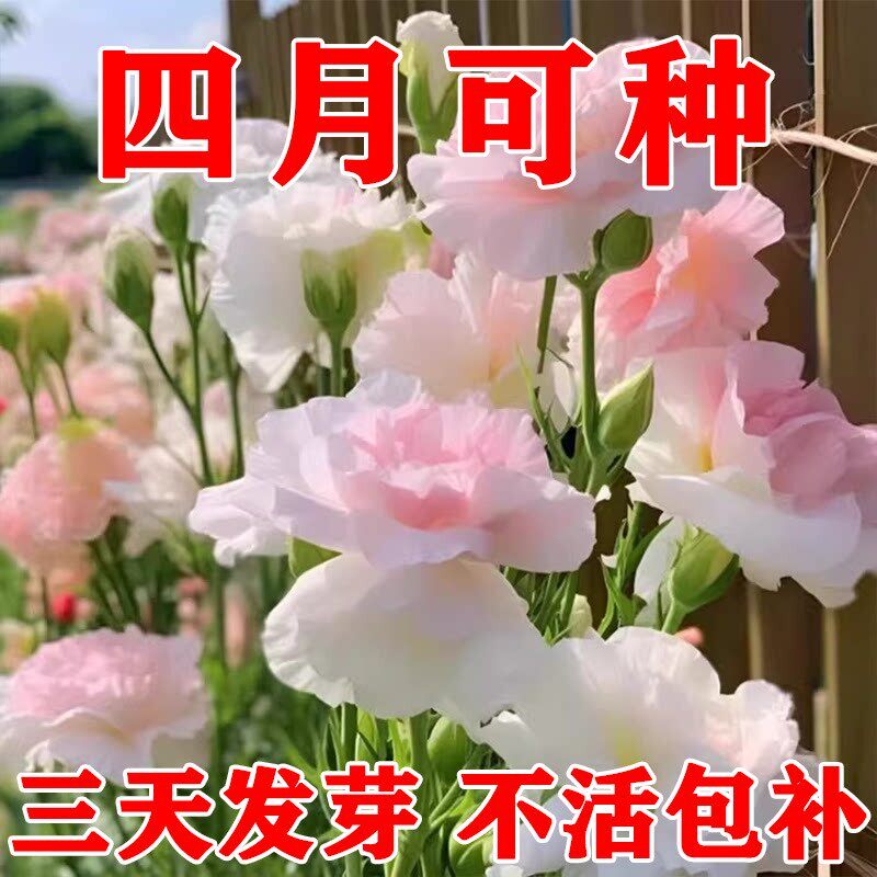 正品重瓣洋桔梗花种子盆栽花卉室内外阳台浓香型四季开花种籽春播