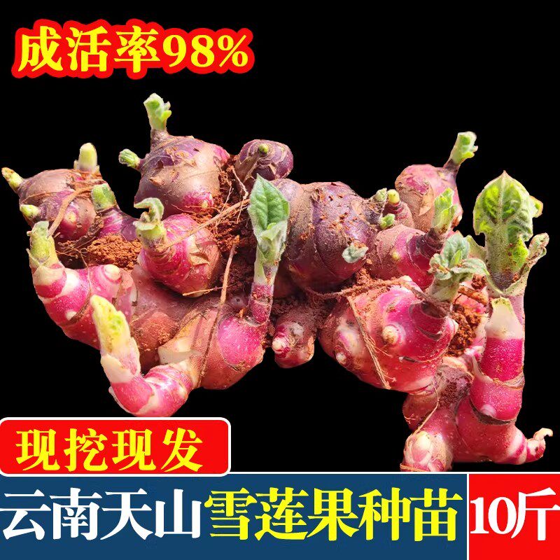 雪莲果种子云南天山雪连果种球现挖黄心雪莲果苗优质高产雪莲种孑
