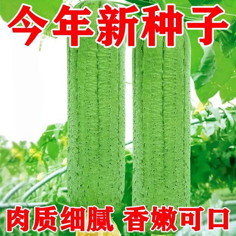 短棒大肉丝瓜种子香丝瓜早熟高产线丝瓜四季蔬菜种子庭院阳台高产