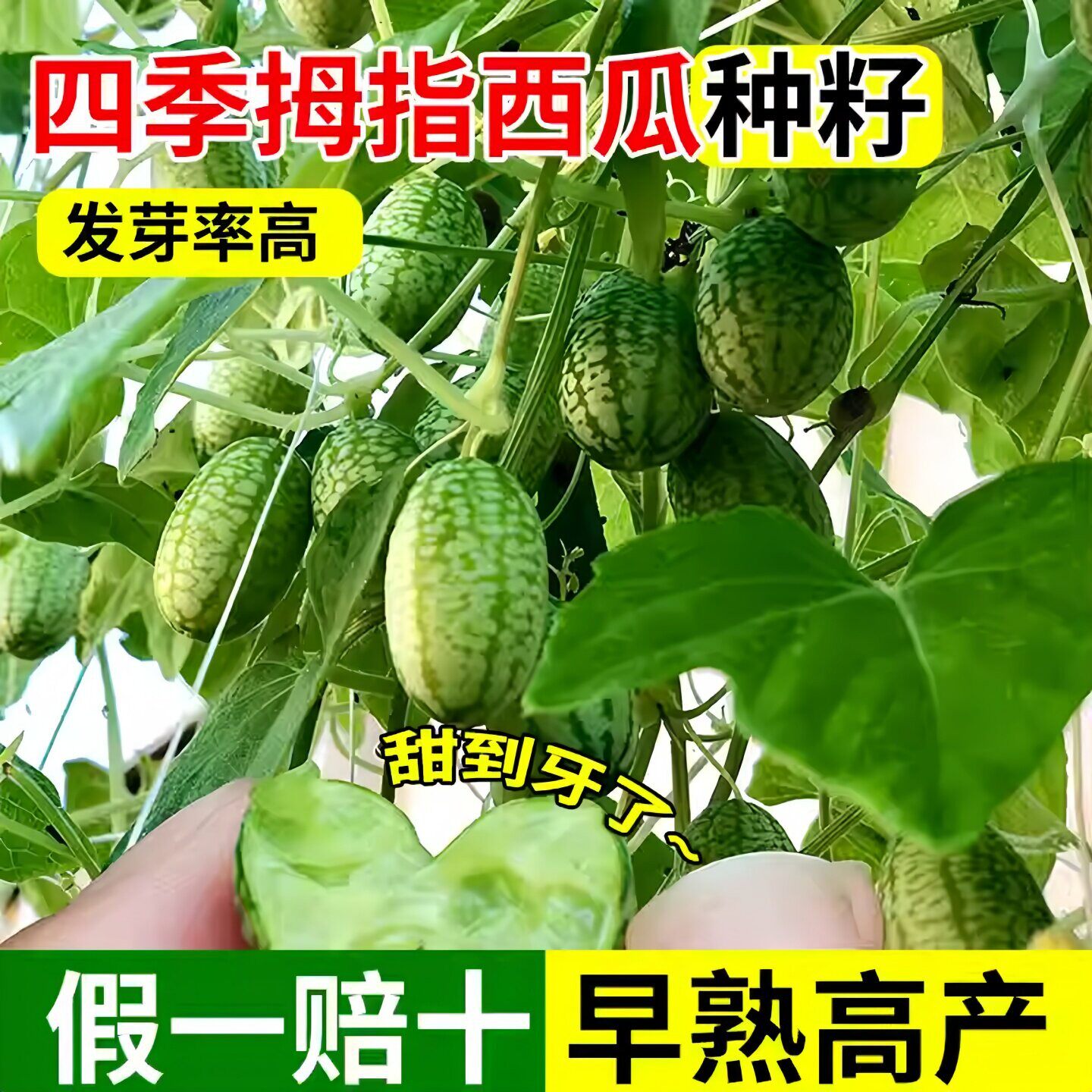拇指西瓜种子籽迷你蔬菜小西瓜籽姆手指母子西瓜子种阳台盆栽瓜果