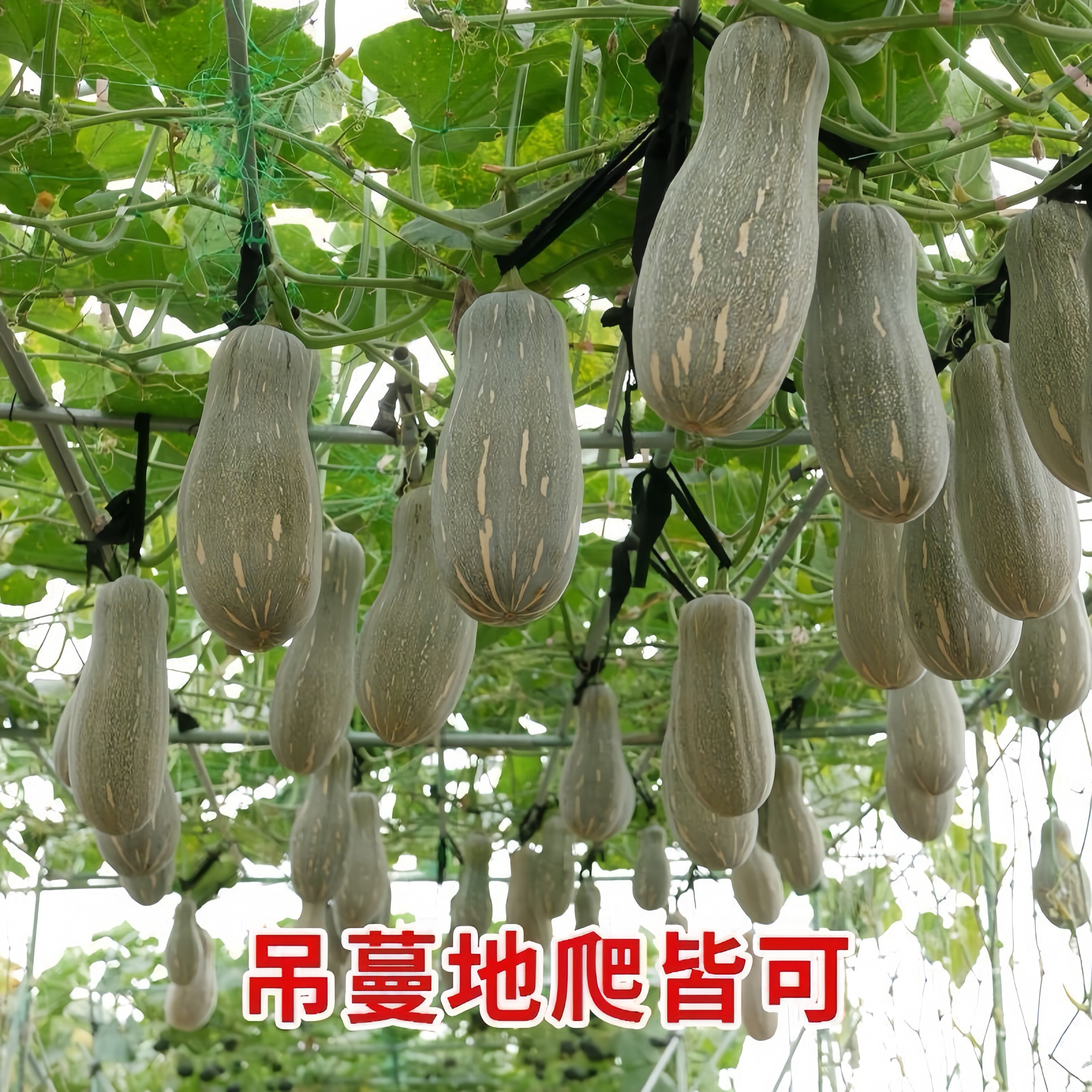 蜜本南瓜种子粉糯香甜肉细春夏秋