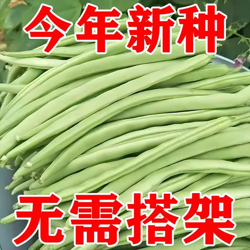 无架四季豆种子地豆刀地豆角种籽无架早熟无筋丝农家四季蔬菜种孑
