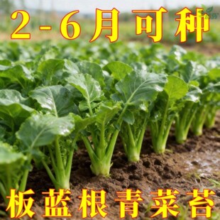 板蓝根青菜苔种子早熟油菜苔种子耐热高产阳台四季播南方蔬菜种孑