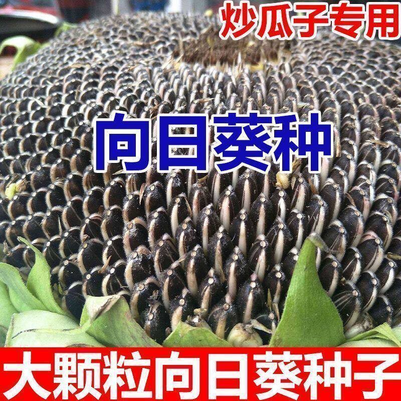 向日葵种子食用盆栽老品