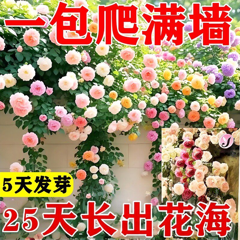 爬藤蔷薇花种子四季种玫瑰花卉种子重瓣庭院阳台盆栽爬藤植物