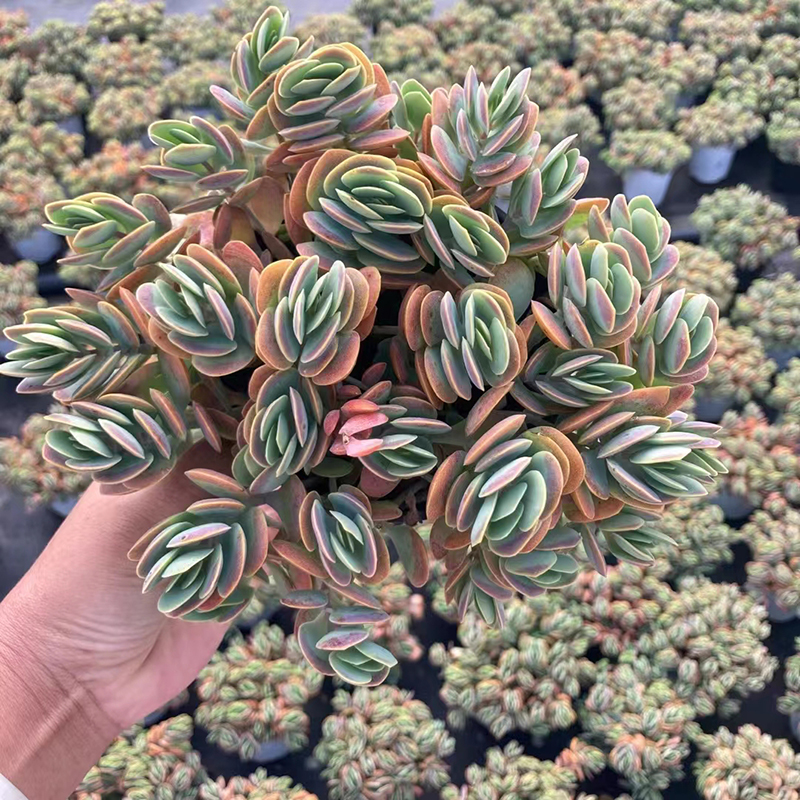 贝壳12cm盆 多肉植物 少有品种 头多大群生 状态佳