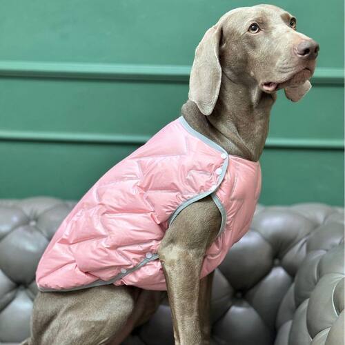 贝欧beow宠物冬季棉服狗狗羽绒服防风双面秋冬季狗狗猫咪衣服马甲