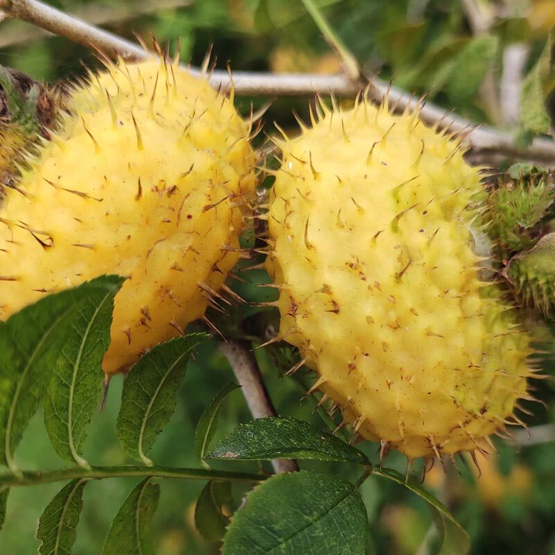 干刺梨果野生刺梨果2025年新果贵州特产野果泡酒泡水