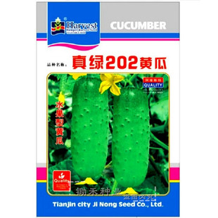 真绿202水果黄瓜种子薄皮翠绿短棒水果黄瓜种籽春秋季种蔬菜种子