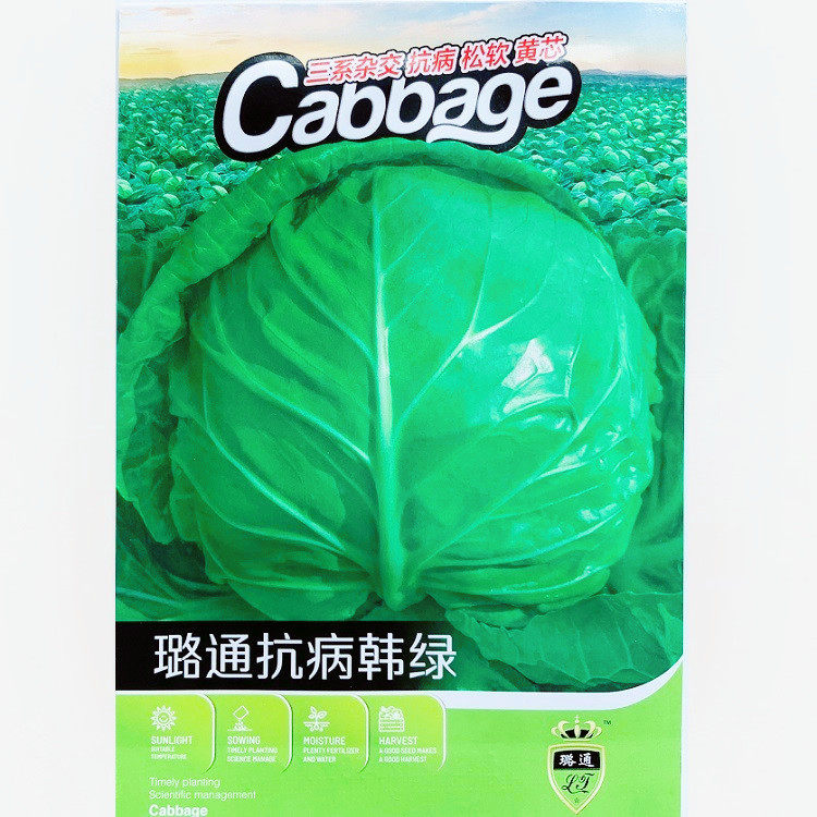 璐通抗病韩绿甘蓝种子三系杂交抗病黄芯包菜卷心菜籽水果甘蓝种子