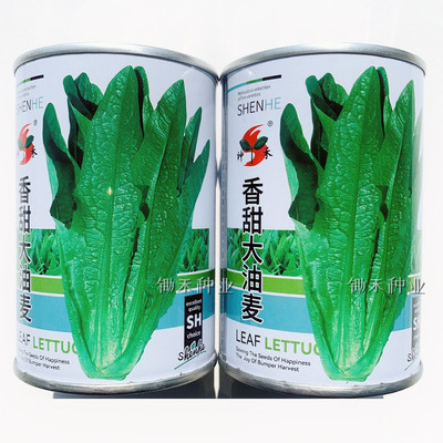 香甜大油麦种籽四季大颗无斑香油麦菜籽种农家菜园蔬菜种子