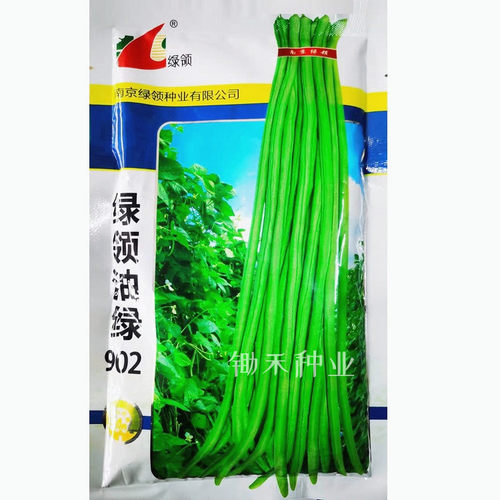 绿领油绿602油绿807油绿902豇豆种子翠绿色长豆角种籽春夏秋季种