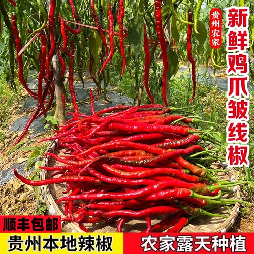 贵州高山农家新鲜线椒顺丰包邮